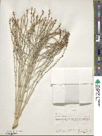 Phoenix reclinata image