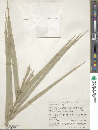 Phoenix reclinata image