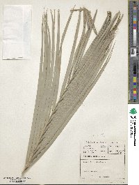 Phoenix reclinata image