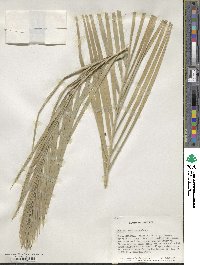 Phoenix reclinata image