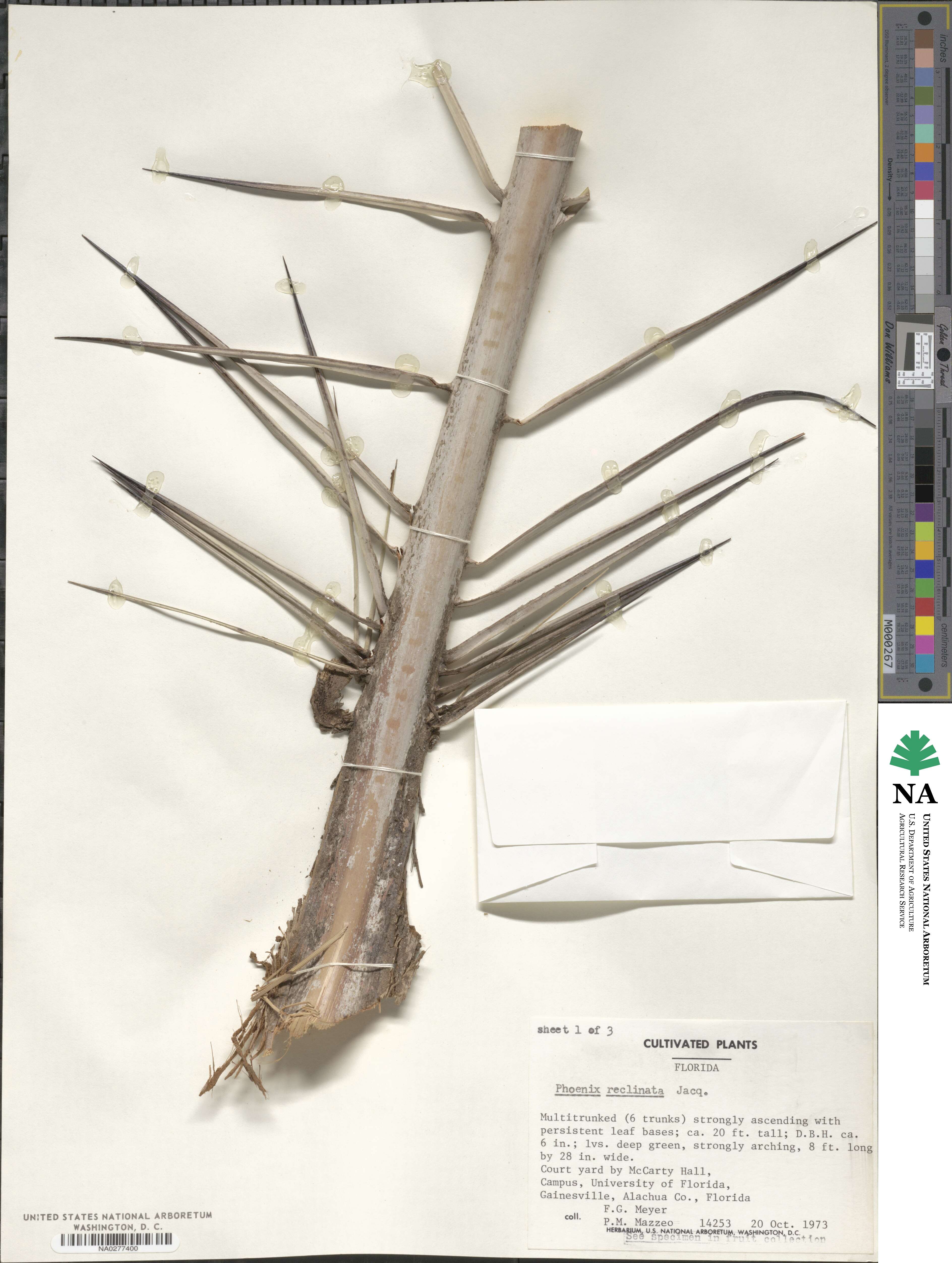 Phoenix reclinata image