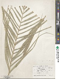 Phoenix reclinata image