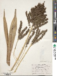 Phoenix reclinata image