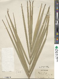 Phoenix reclinata image