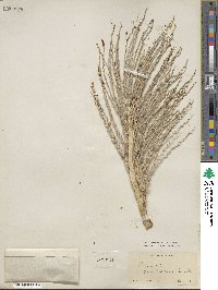 Phoenix reclinata image