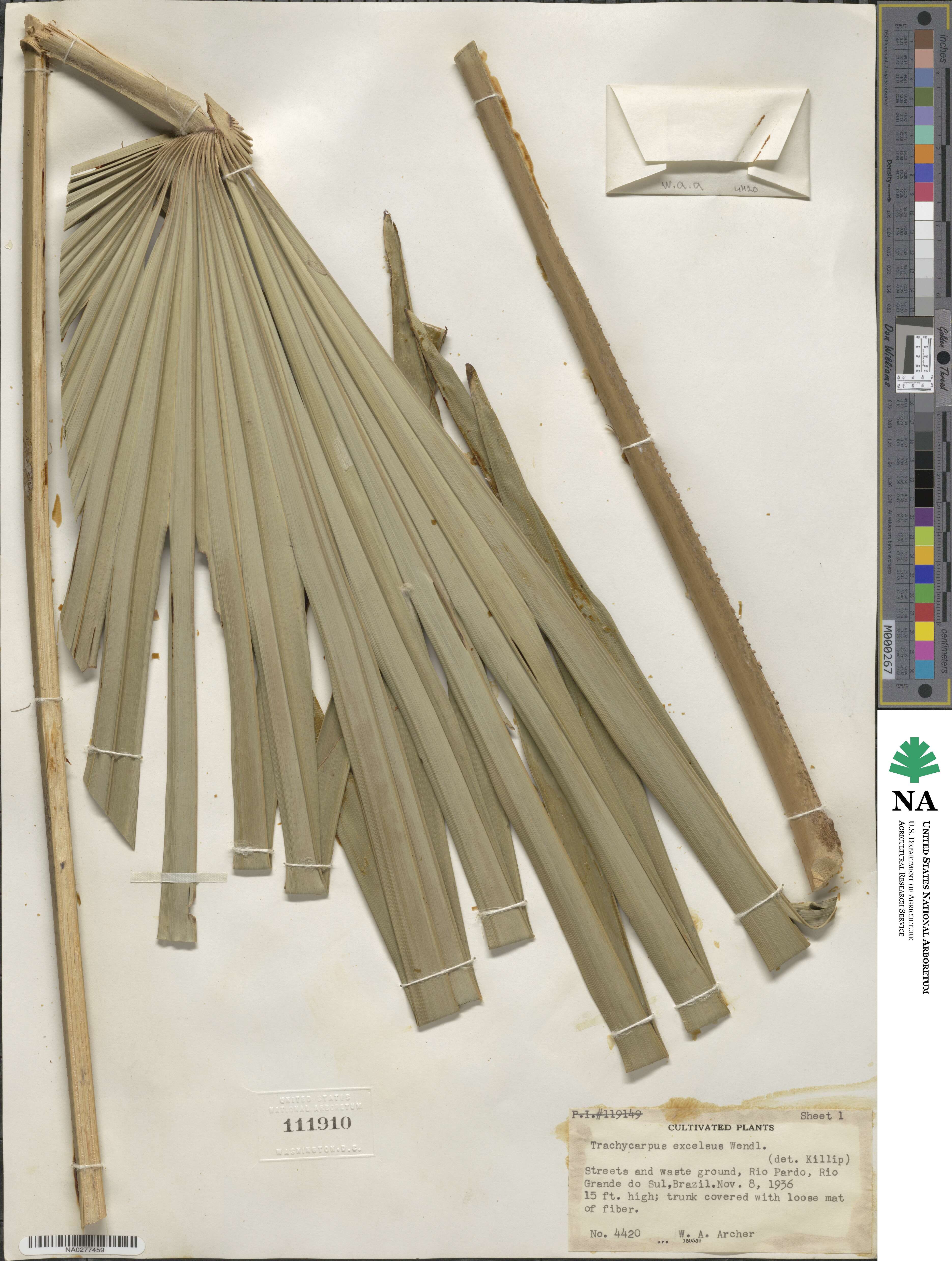 Rhapis excelsa image