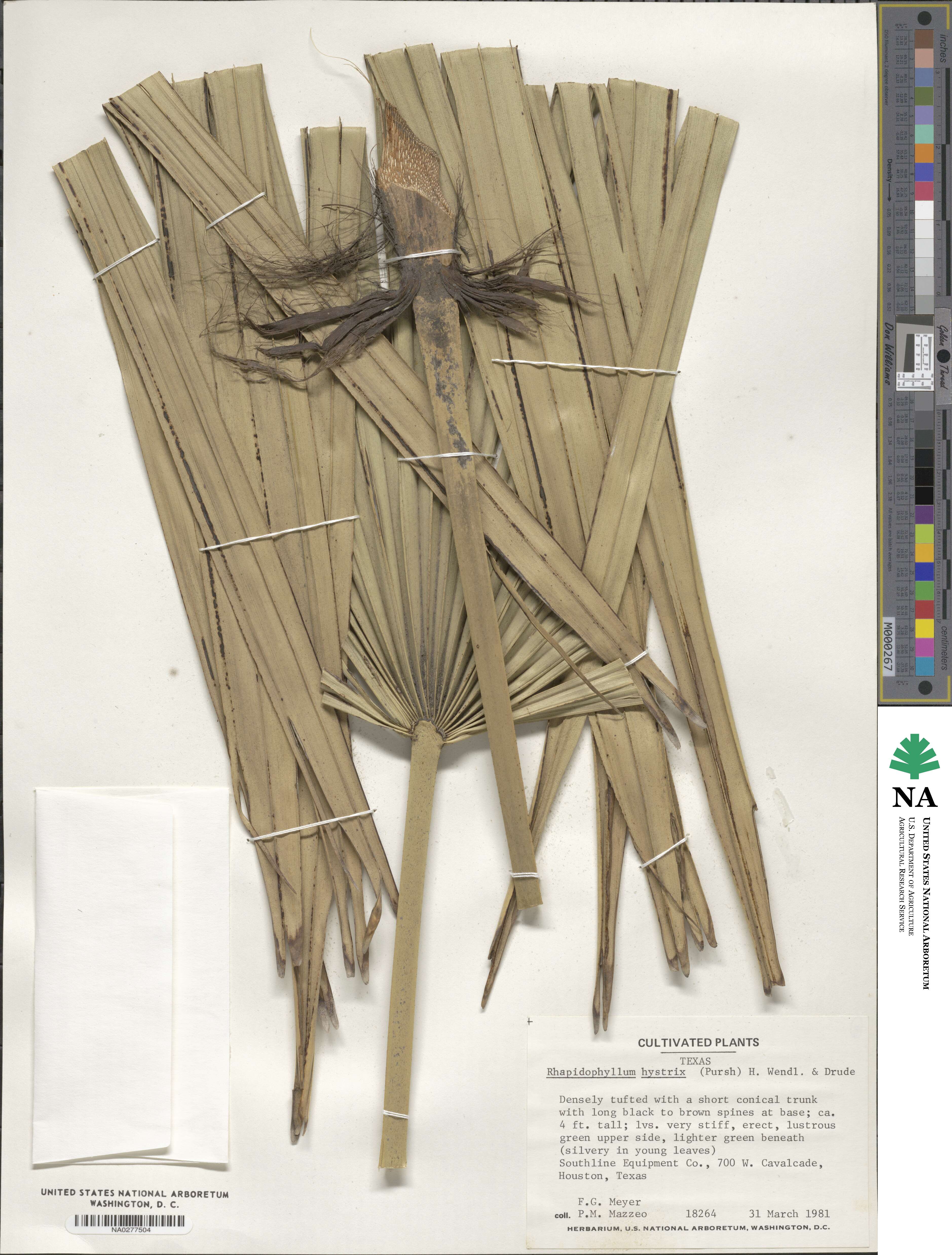 Rhapidophyllum hystrix image