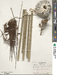 Rhapidophyllum hystrix image