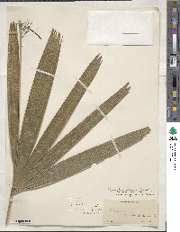 Rhapis excelsa image