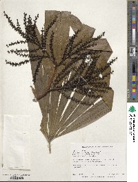 Rhapis excelsa image