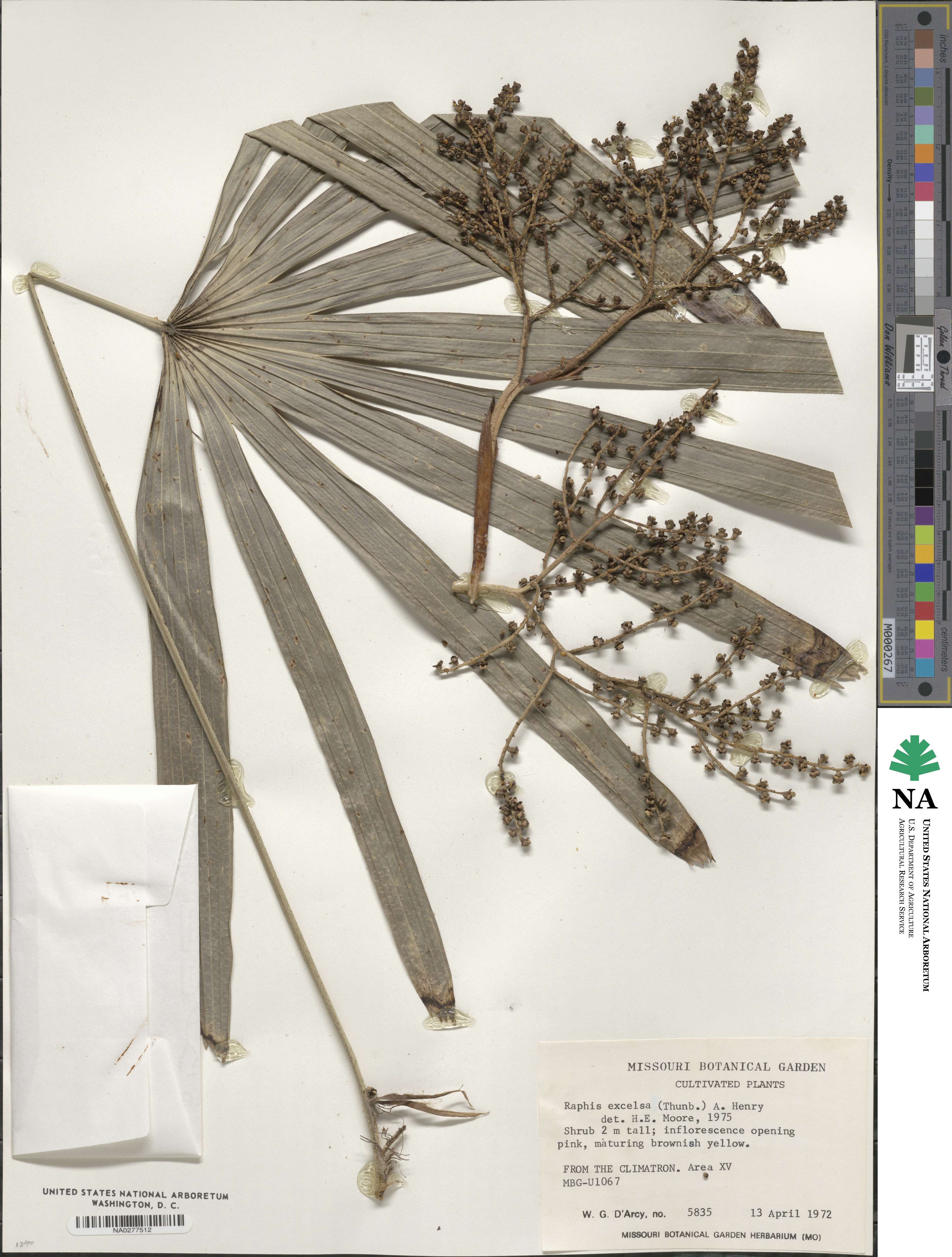 Rhapis excelsa image
