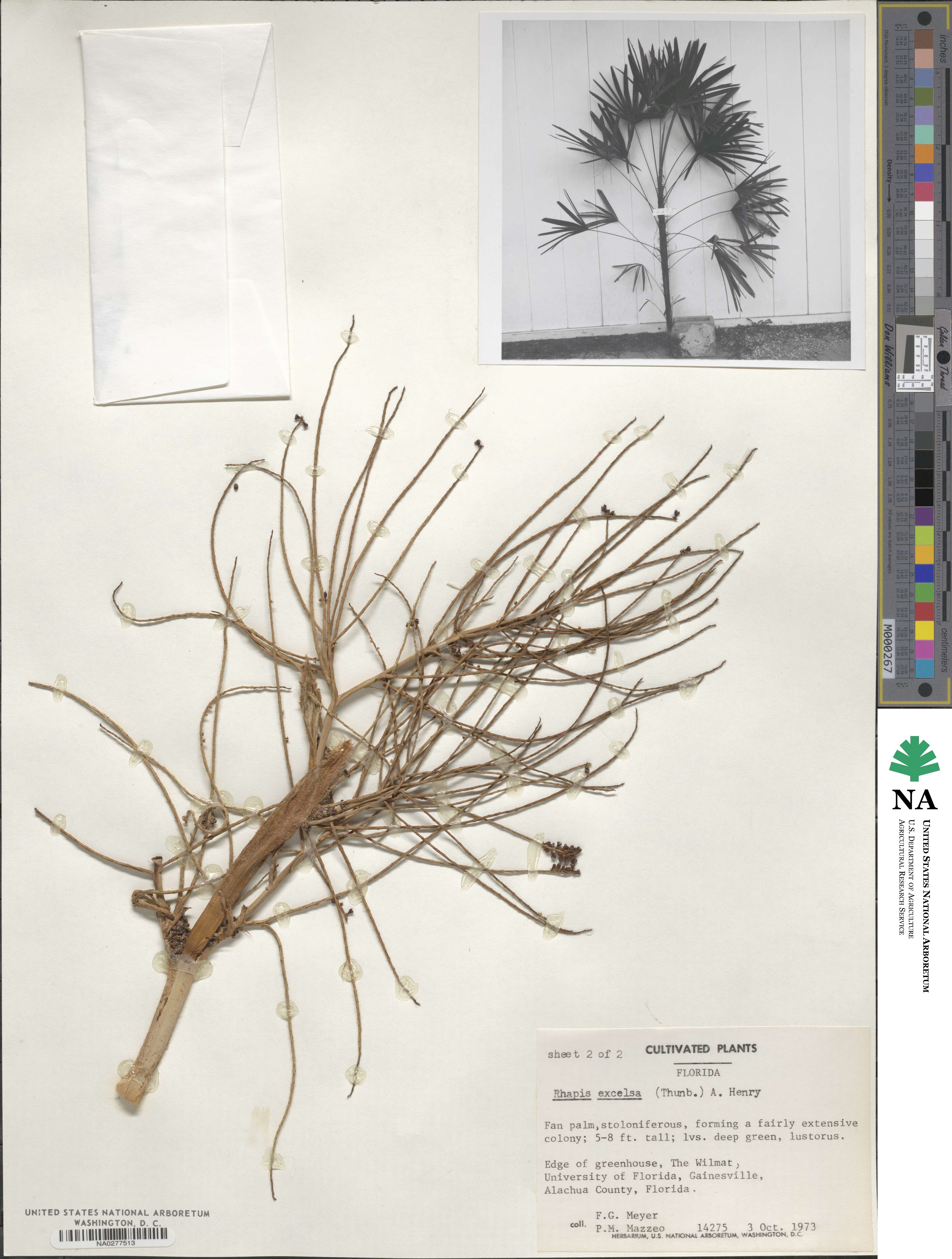 Rhapis excelsa image