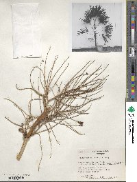 Rhapis excelsa image