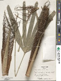 Rhapis excelsa image