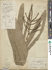 Rhapis excelsa image