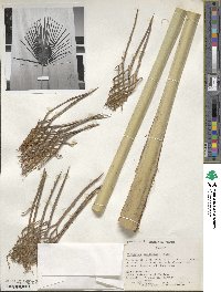 Trithrinax brasiliensis image