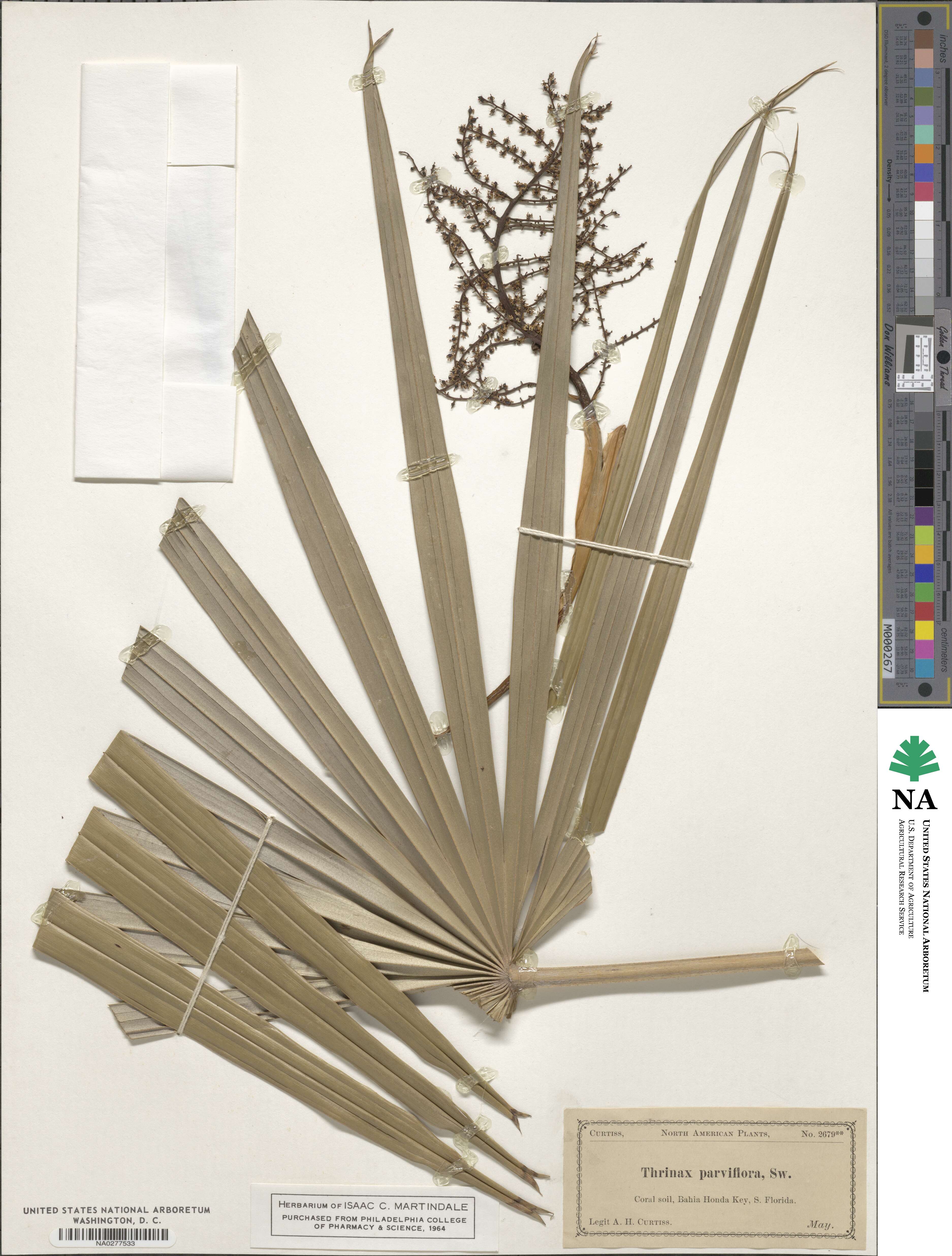 Thrinax image