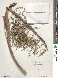 Leucothrinax morrisii image