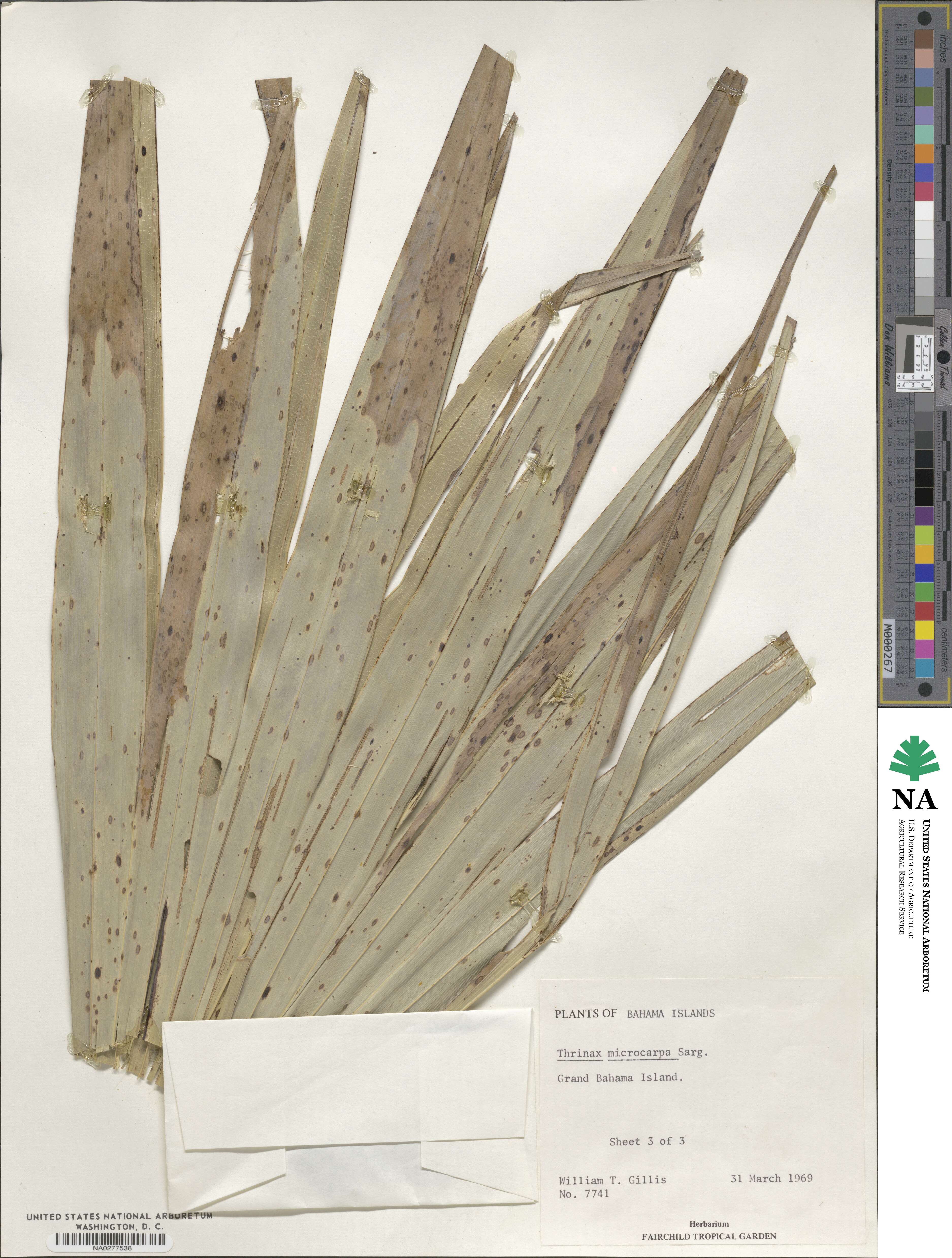 Leucothrinax morrisii image