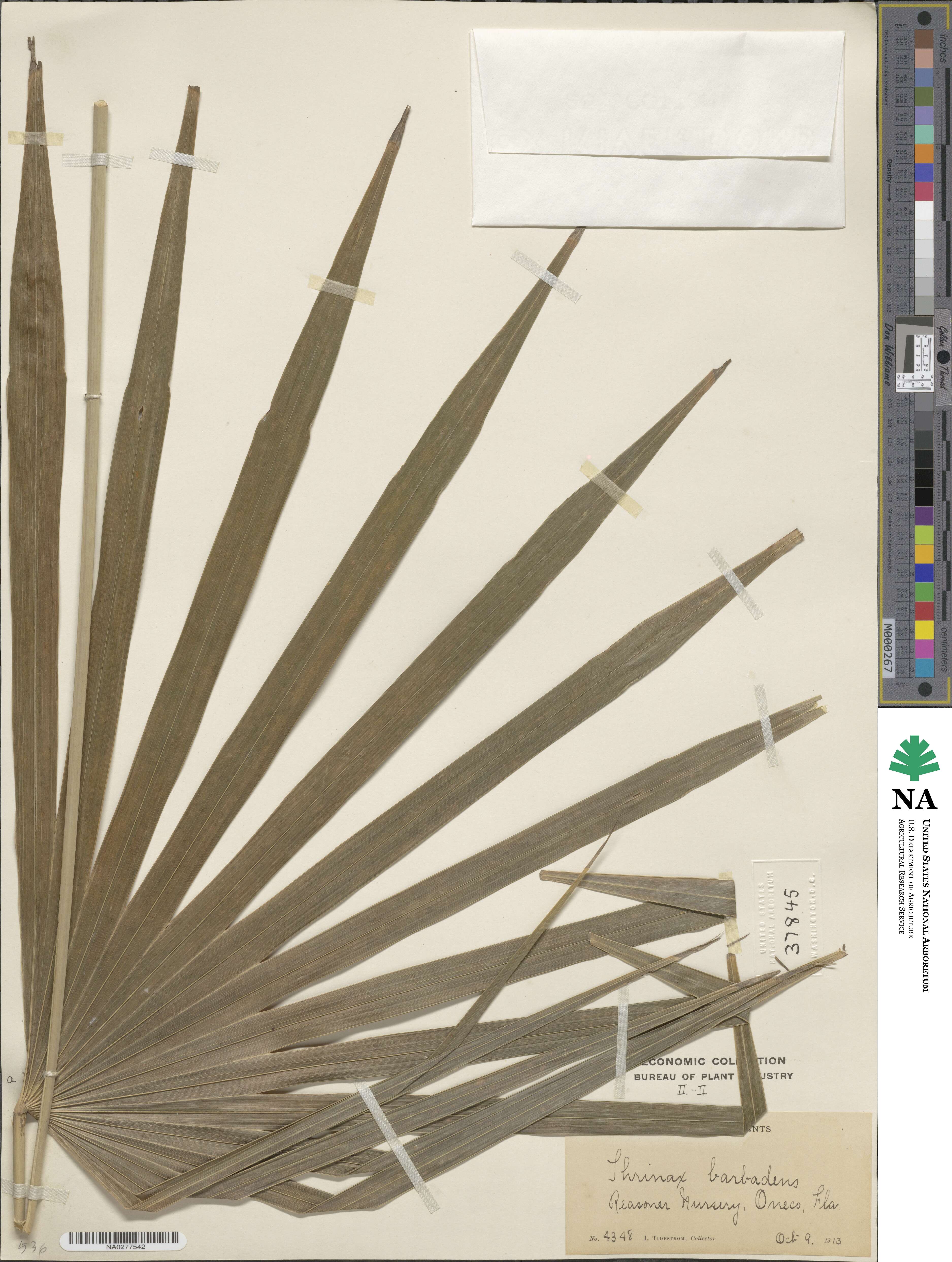 Coccothrinax barbadensis image