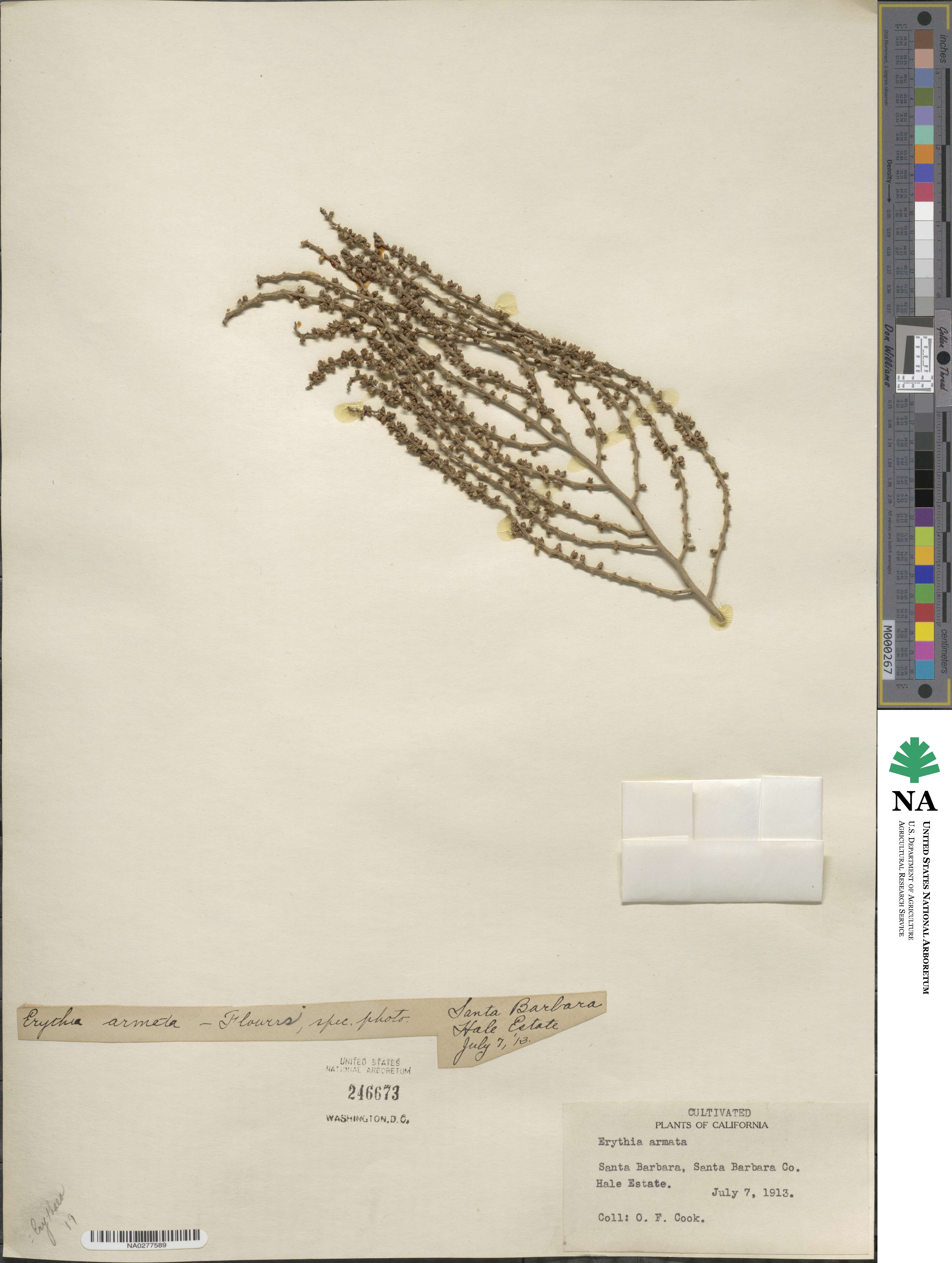 Brahea image