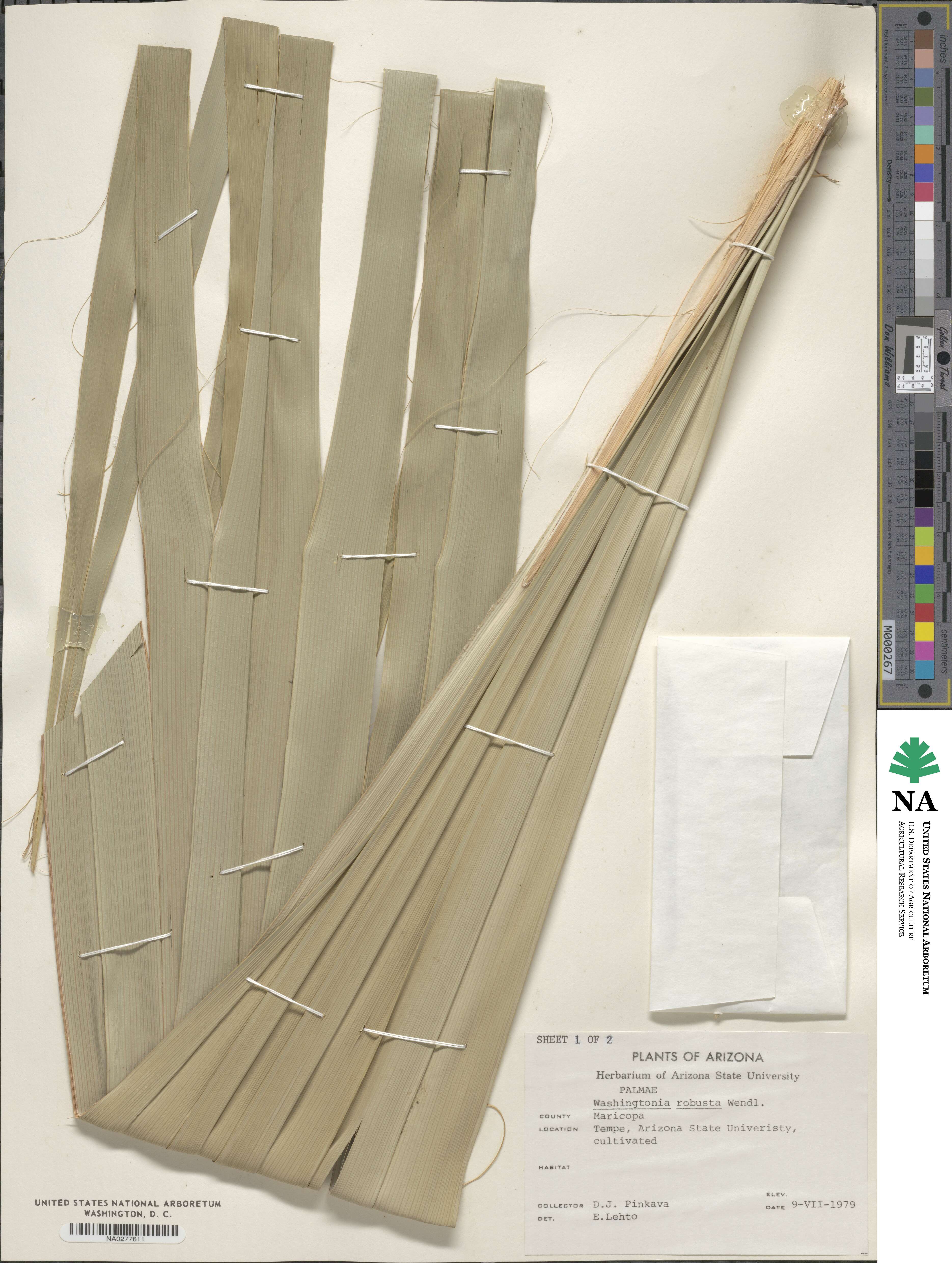 Washingtonia robusta image