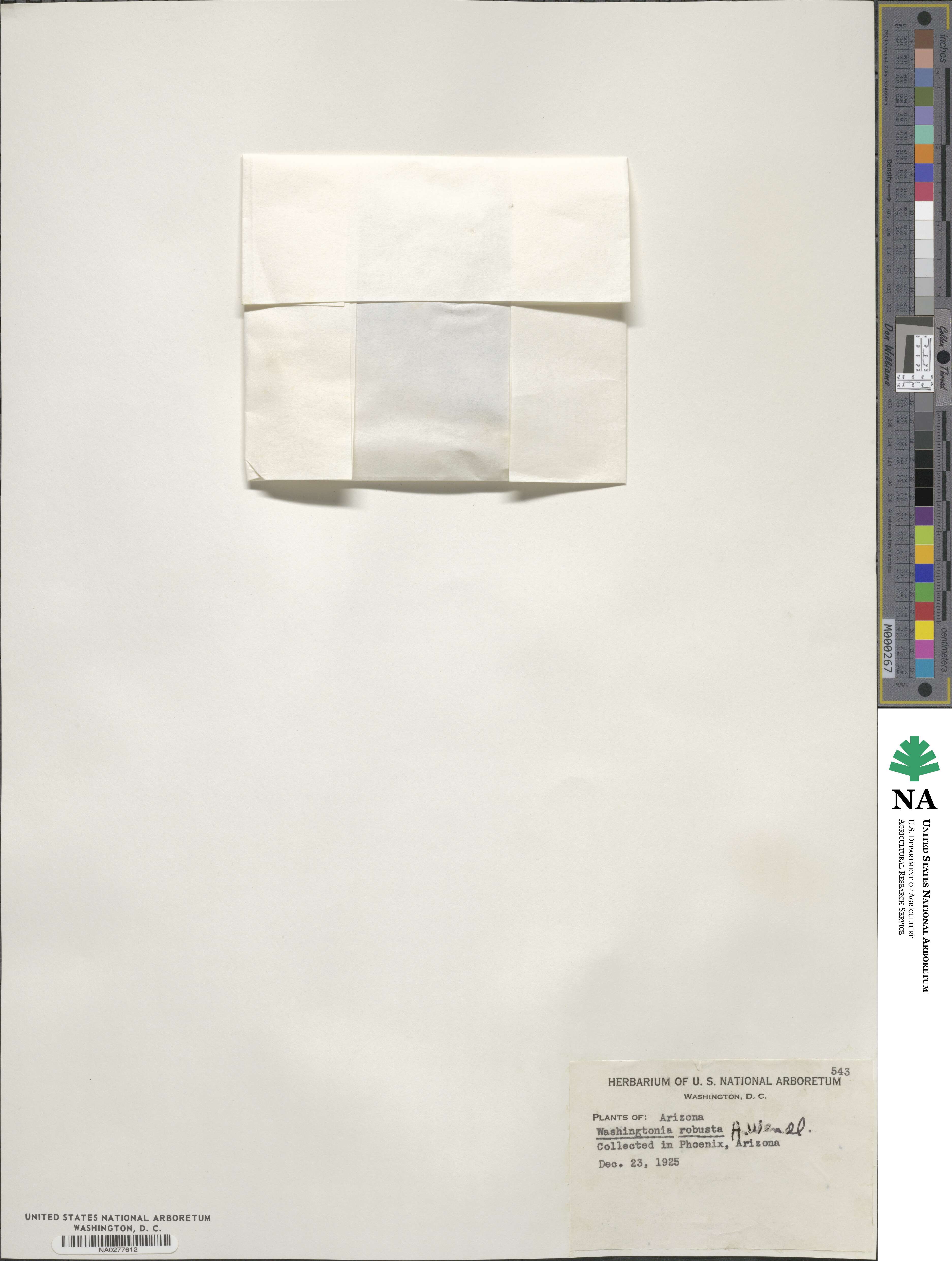 Washingtonia robusta image