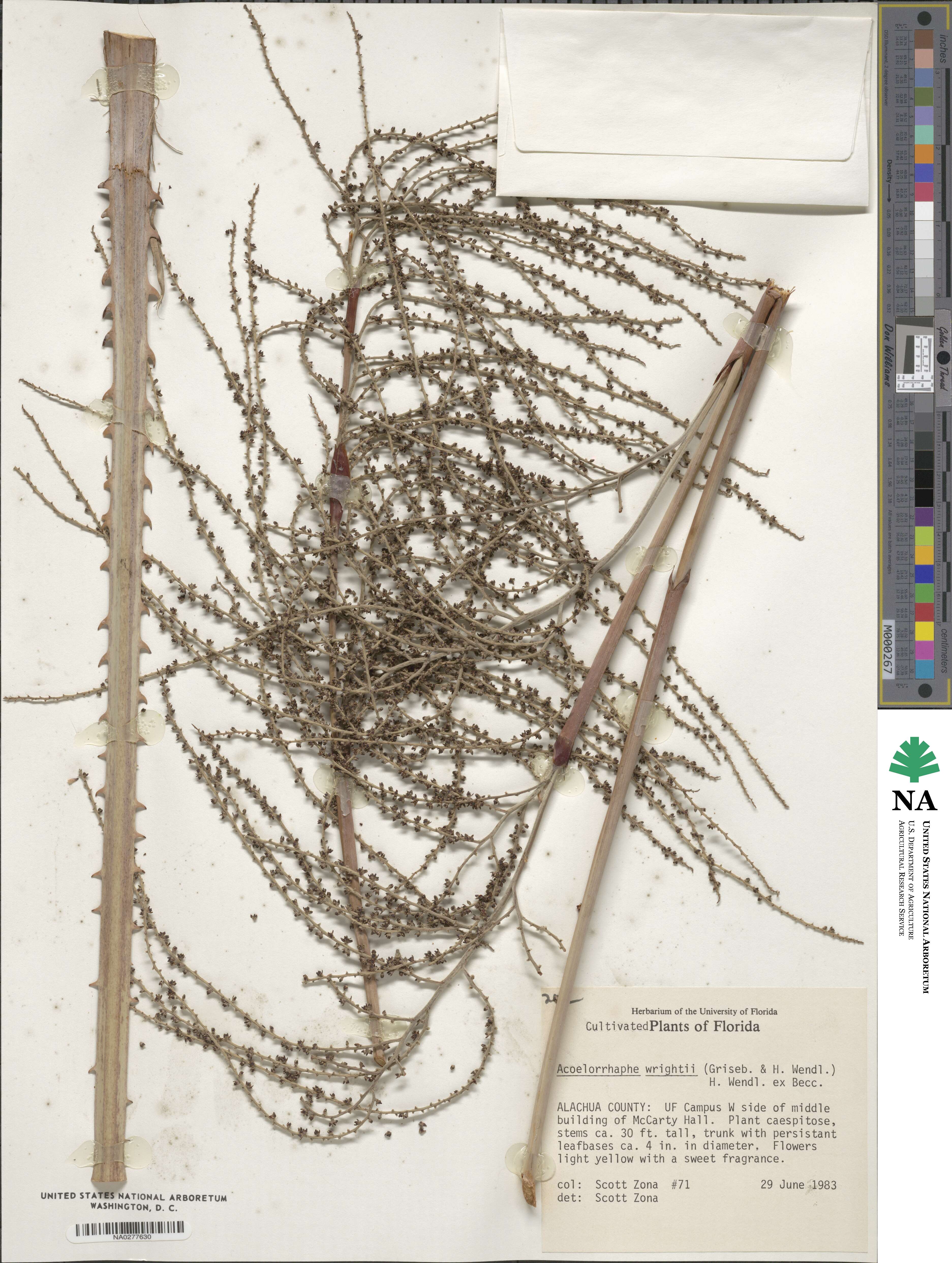 Acoelorraphe wrightii image