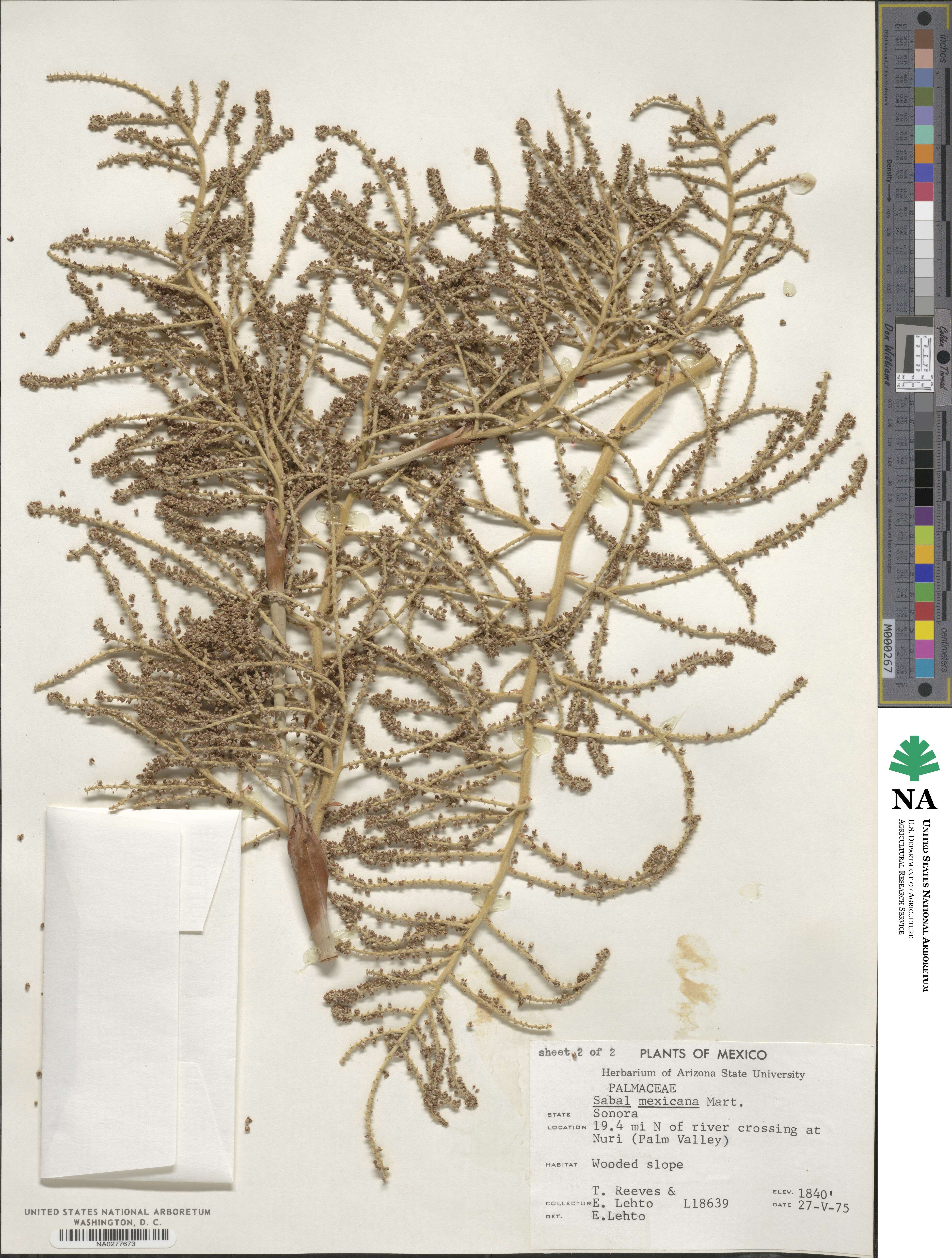 Sabal mexicana image