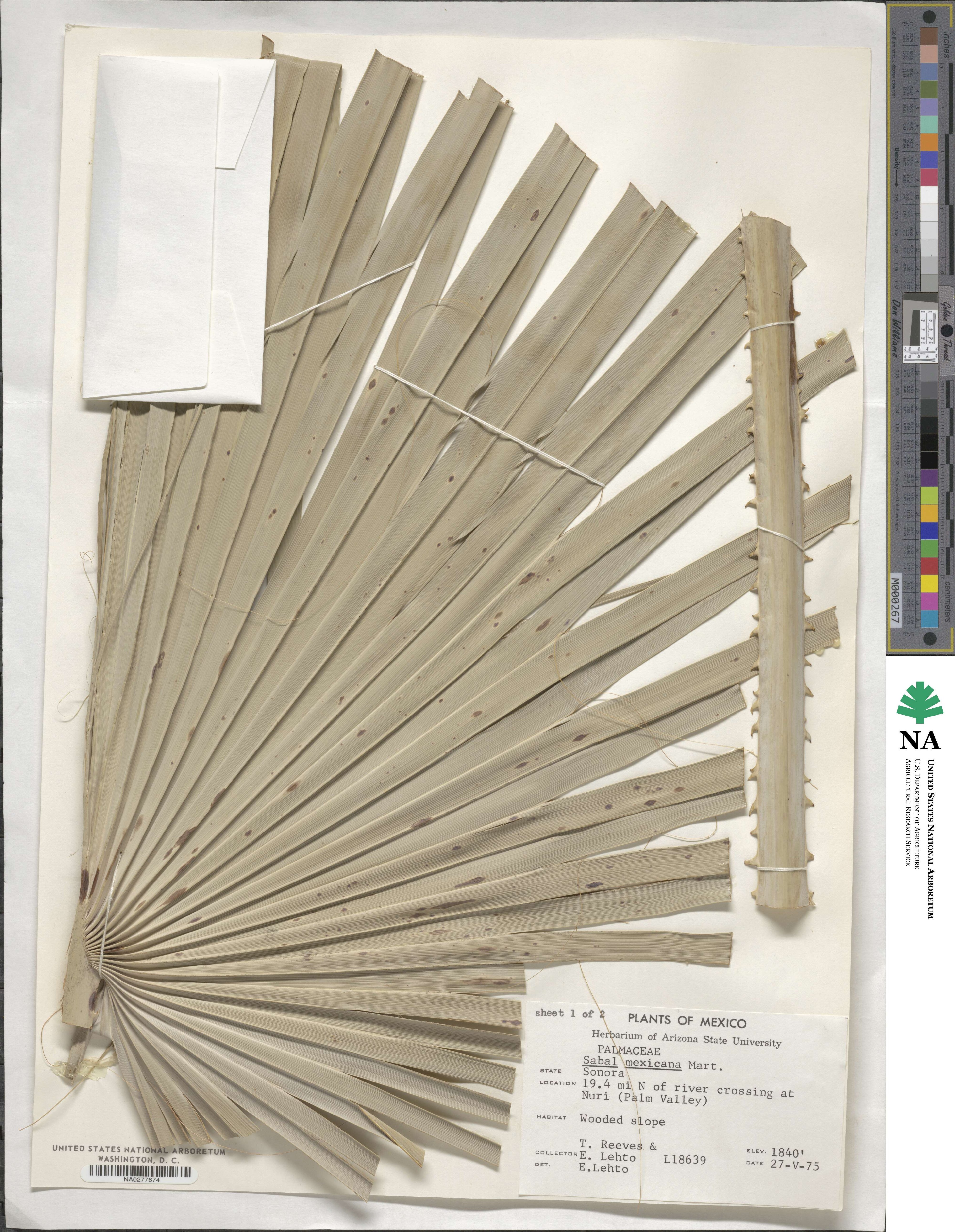 Sabal mexicana image