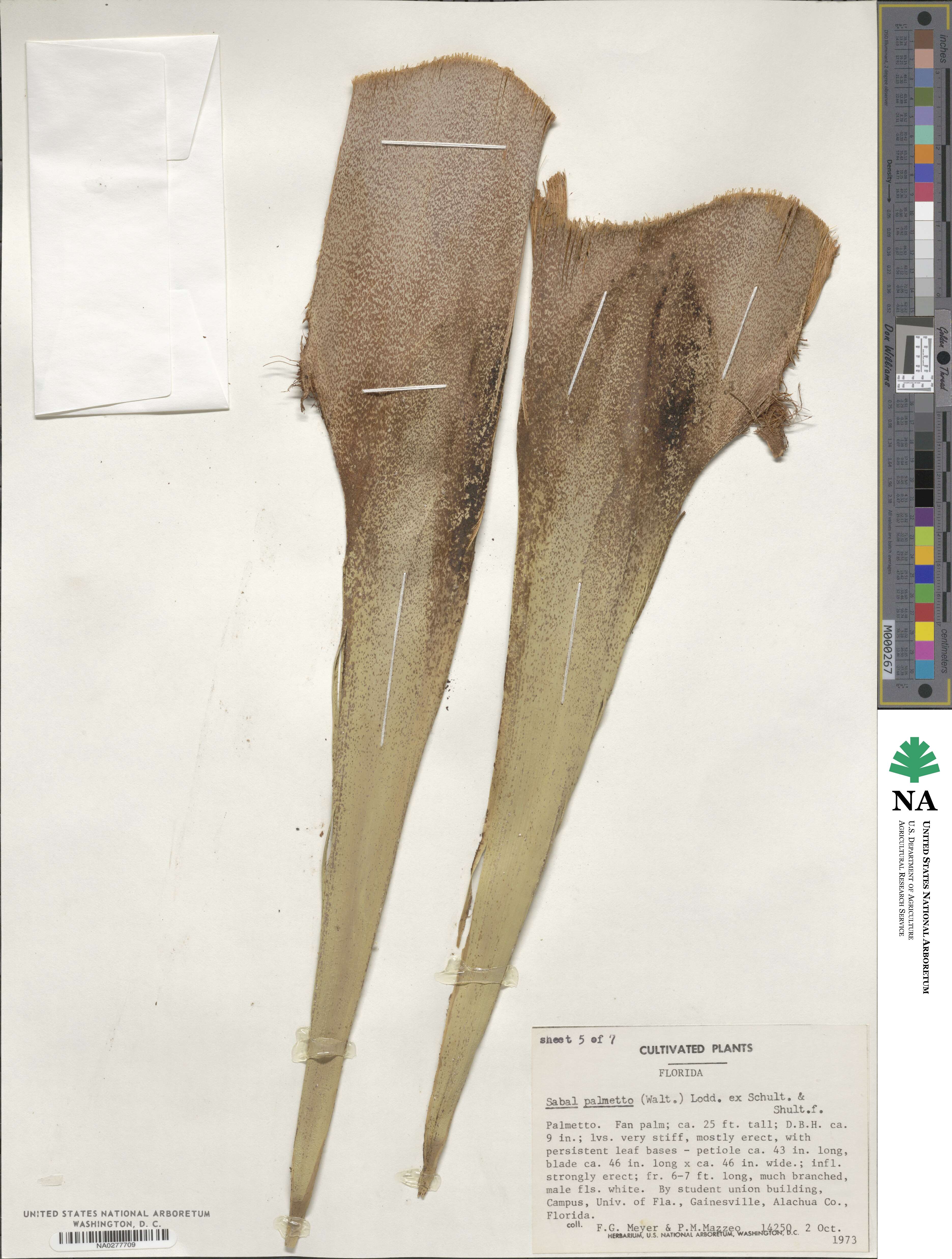 Sabal palmetto image