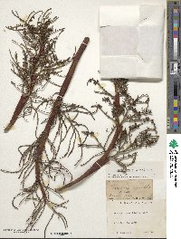 Serenoa repens image