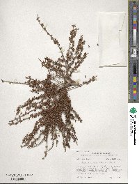 Serenoa repens image