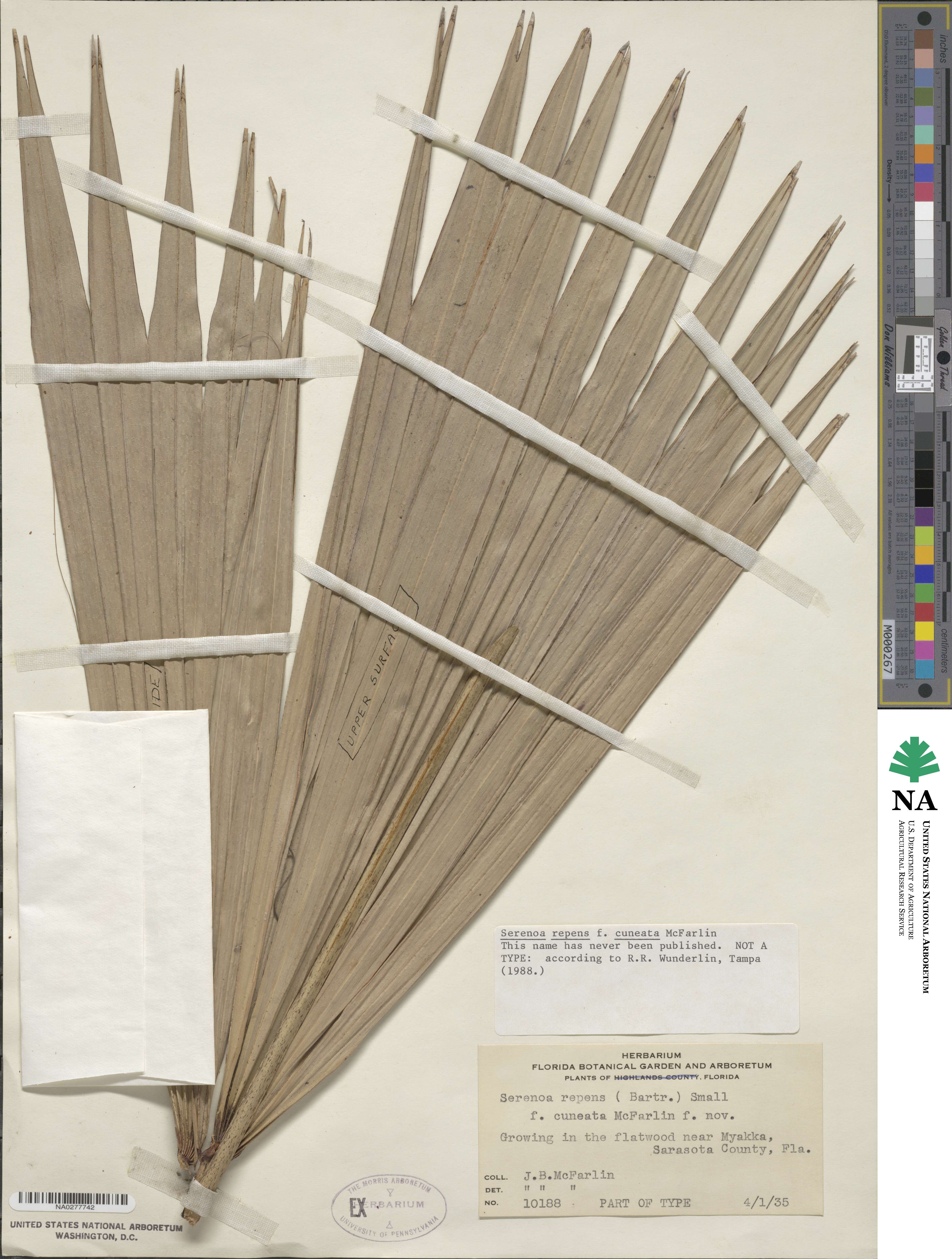 Serenoa repens image