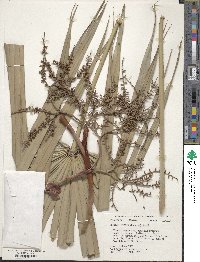 Serenoa repens image