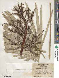 Serenoa repens image