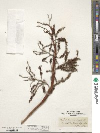 Serenoa repens image