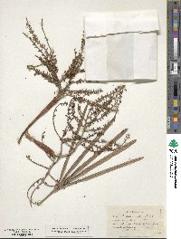 Serenoa repens image