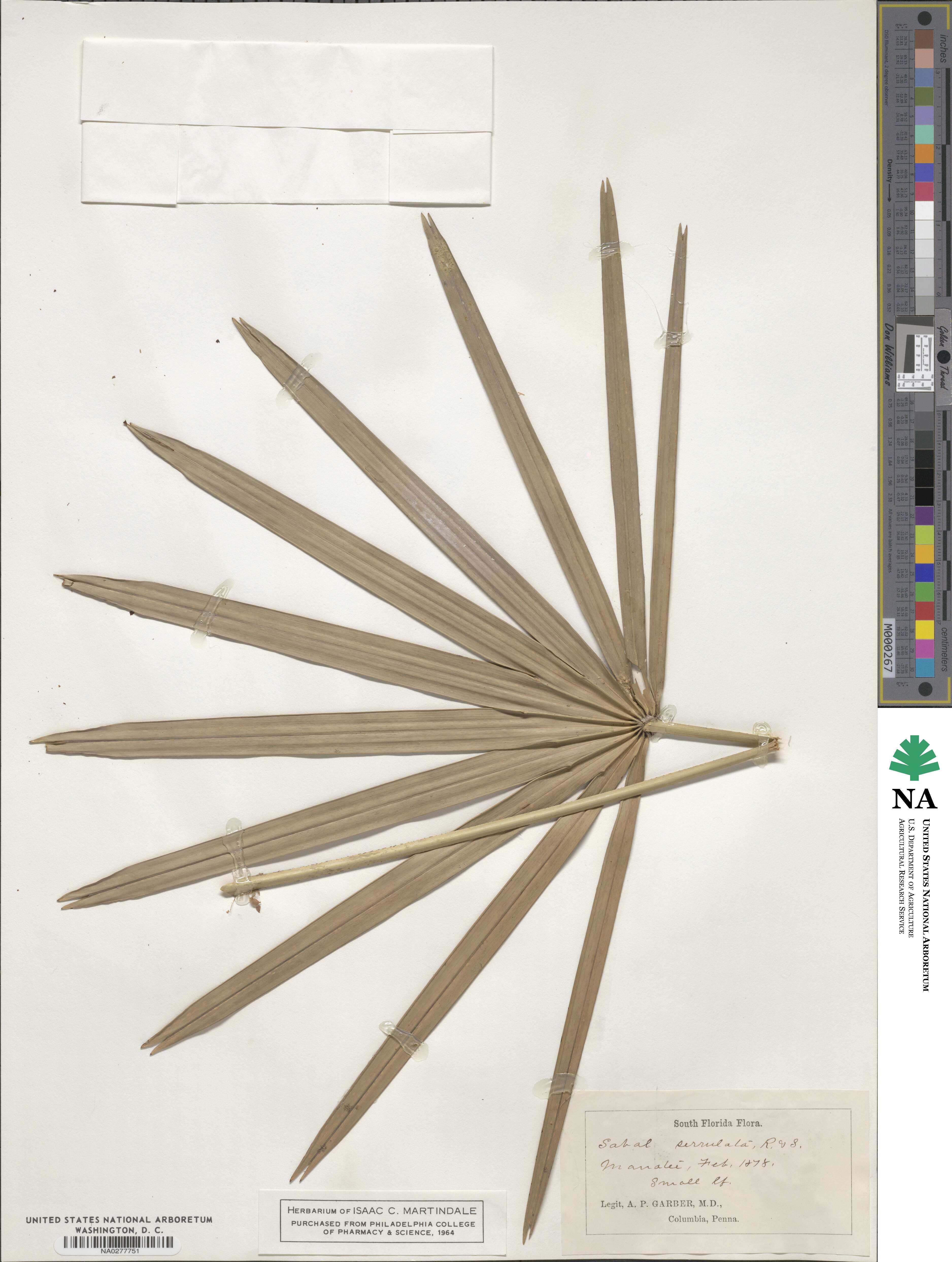 Serenoa repens image