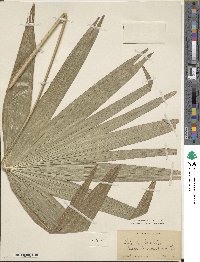 Image of Latania lontaroides