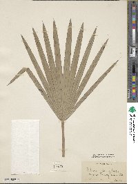 Image of Latania loddigesii