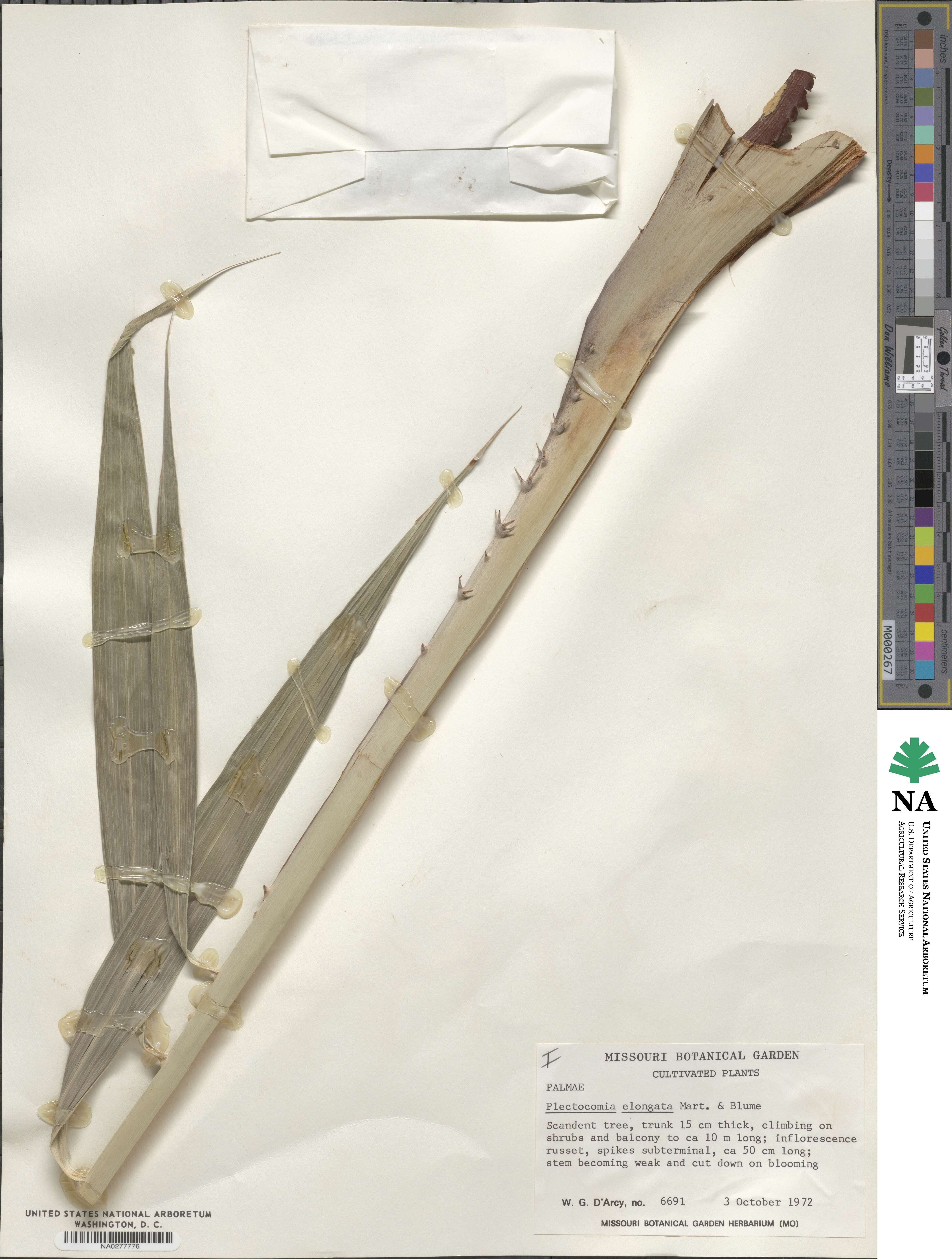 Plectocomia elongata image