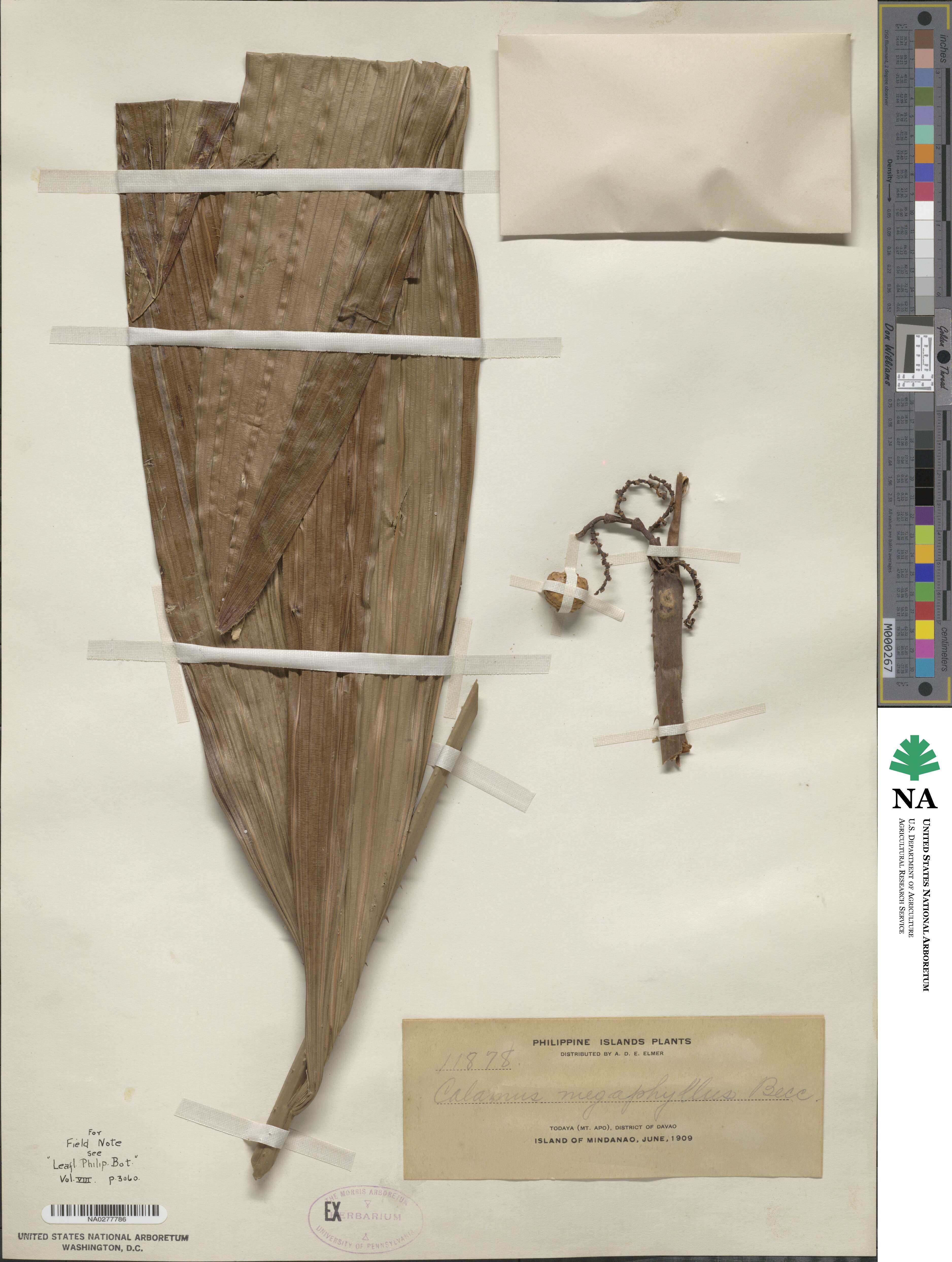 Calamus megaphyllus image