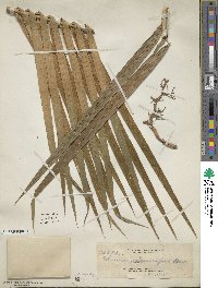 Calamus siphonospathus image