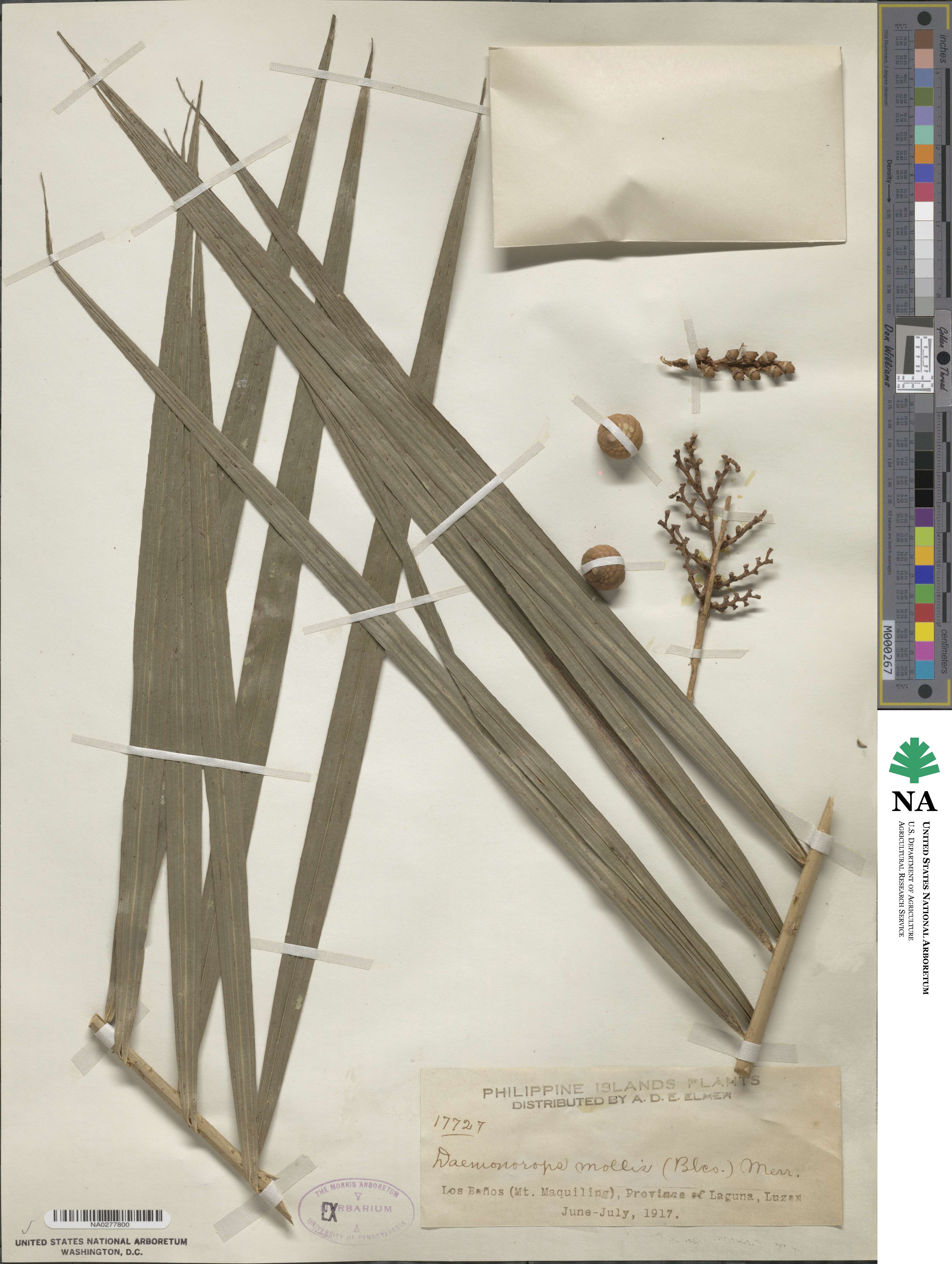 Calamus oblongus image