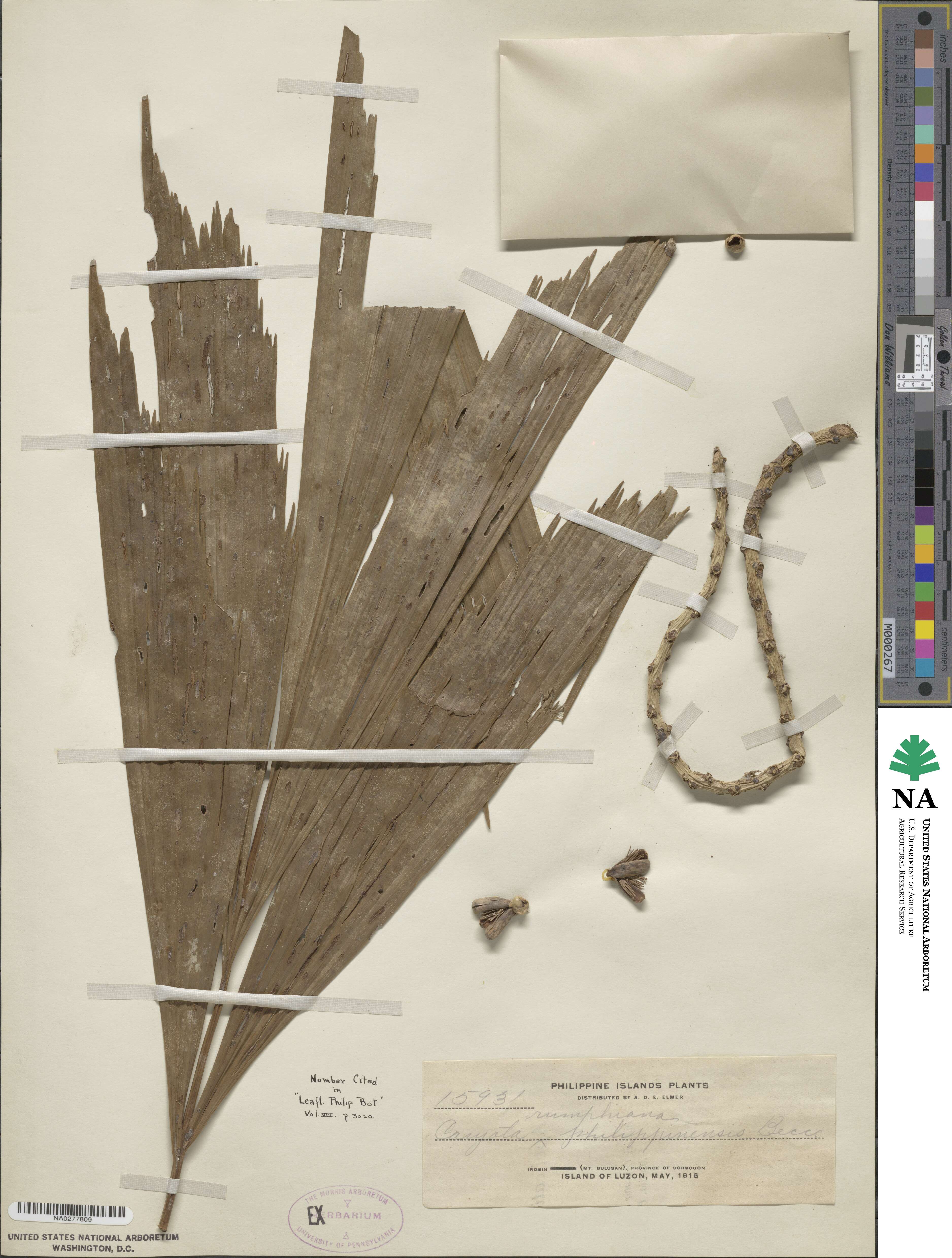 Caryota maxima image
