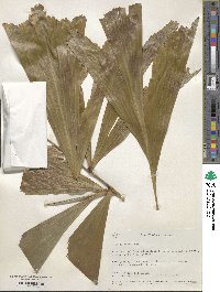 Caryota mitis image