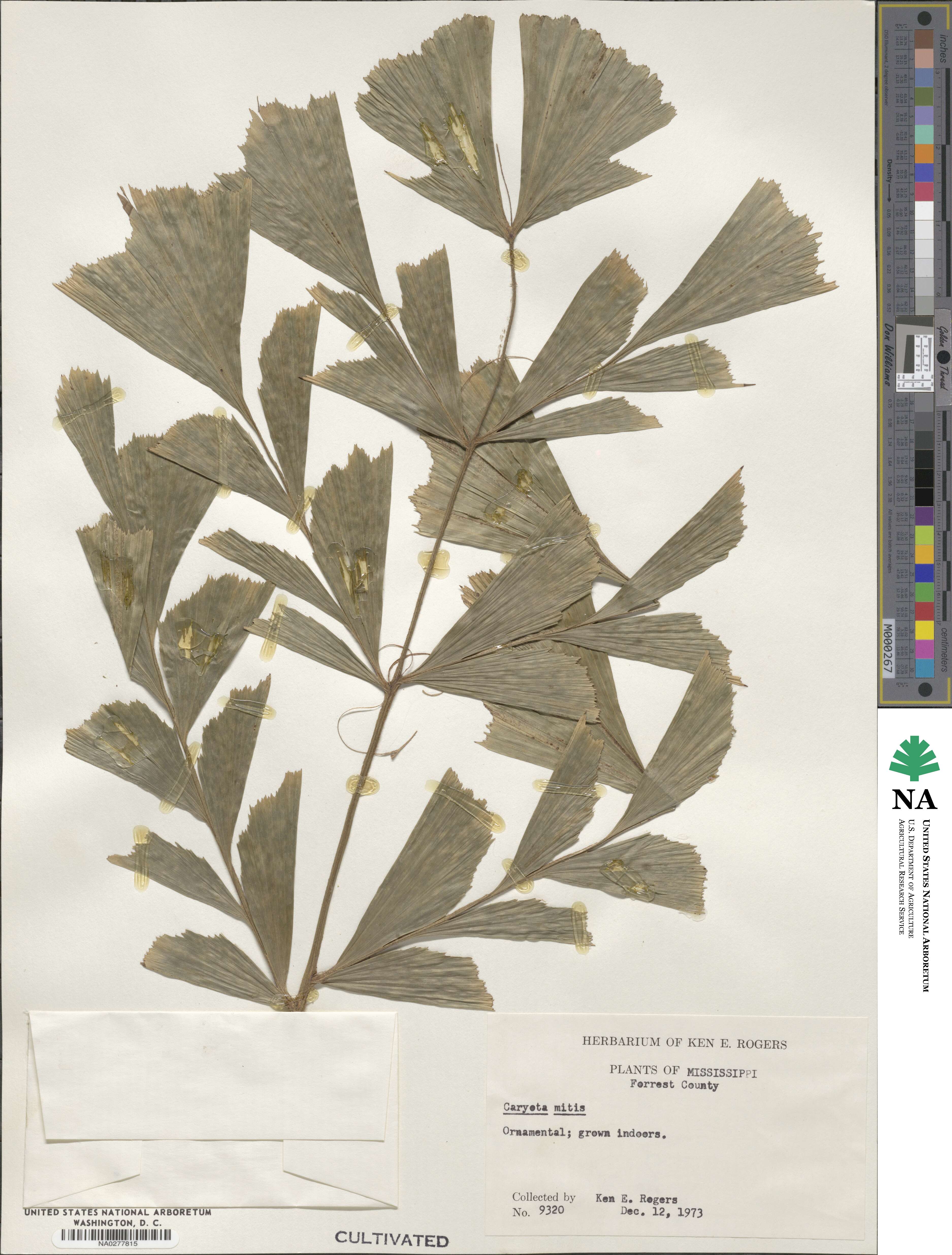 Caryota mitis image