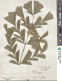 Caryota mitis image