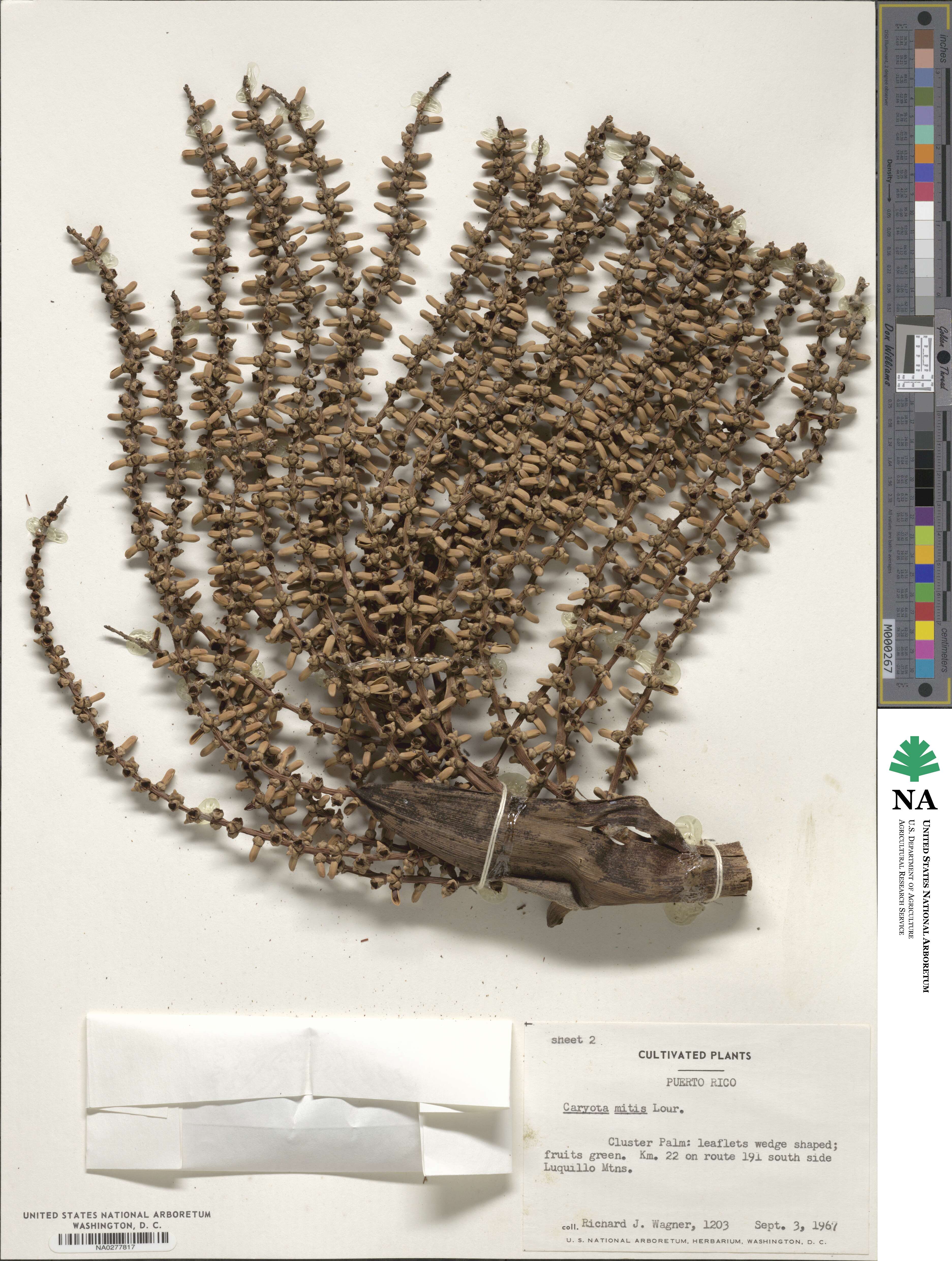 Caryota mitis image
